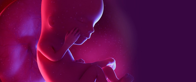 Fetus at week 12, illustration