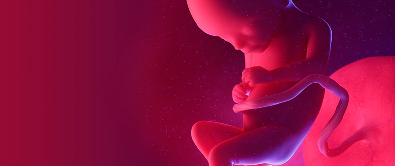 Fetus at week 17, illustration