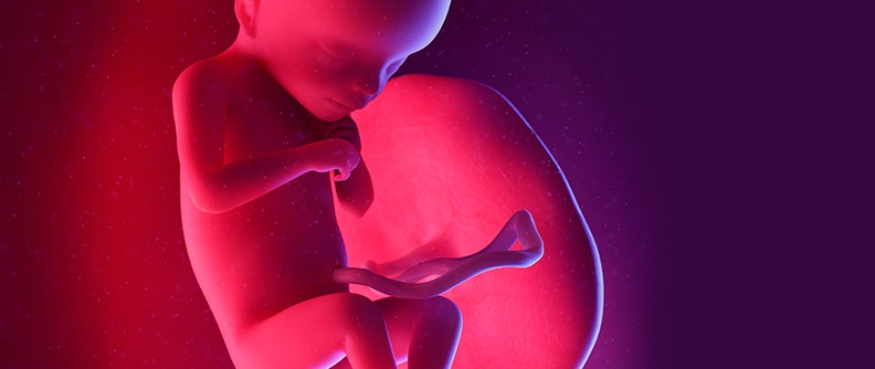 Fetus at week 18, illustration