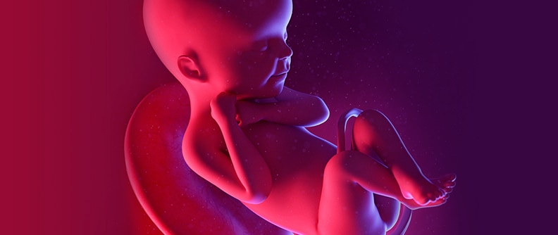 Your developing baby week 24 | Kaiser Permanente