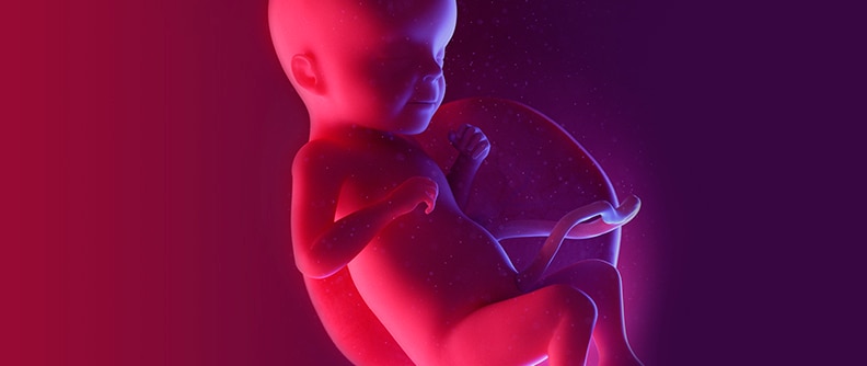 Fetus at week 26, illustration