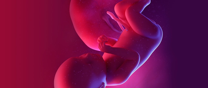 Fetus at week 39, illustration