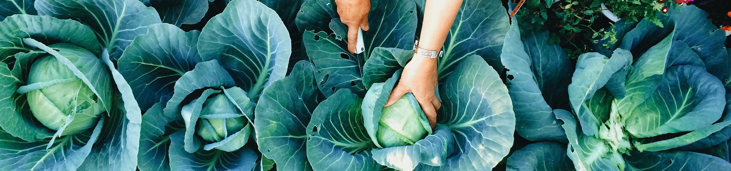 Person working in a vegetable garden