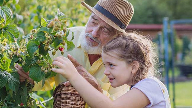 Grandfather with granddaughter picking raspberries from a bush. Grandfather with granddaughter picking raspberries from a bush.
