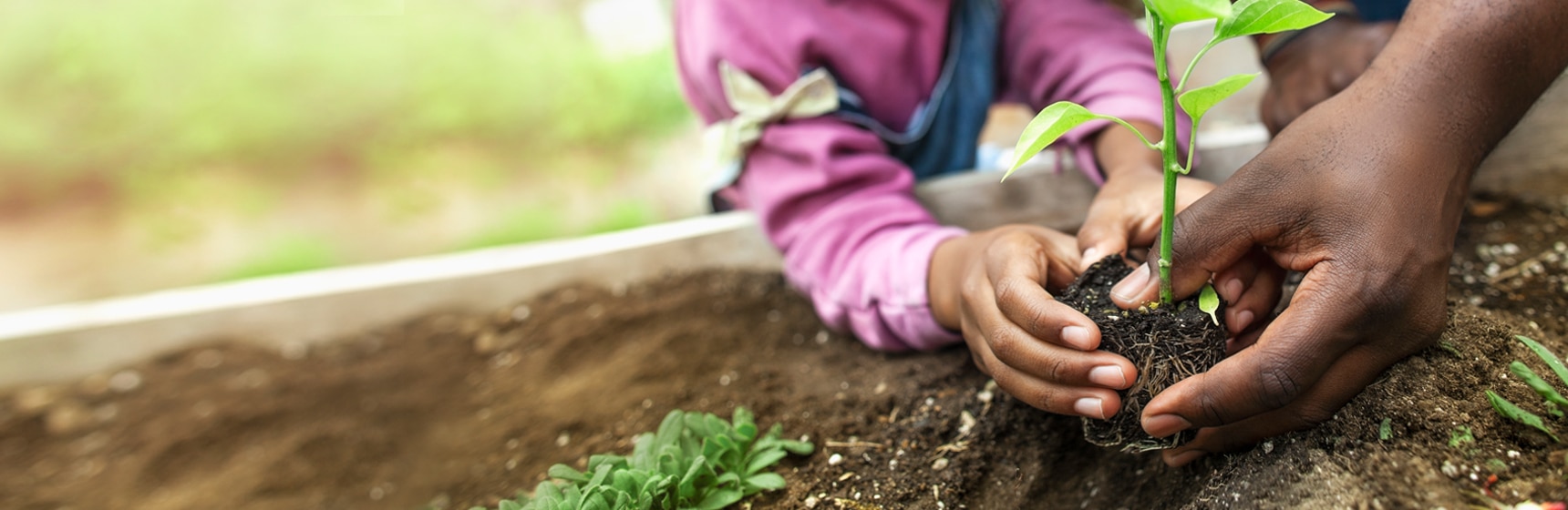 Adult and child’s hands putting plant in garden