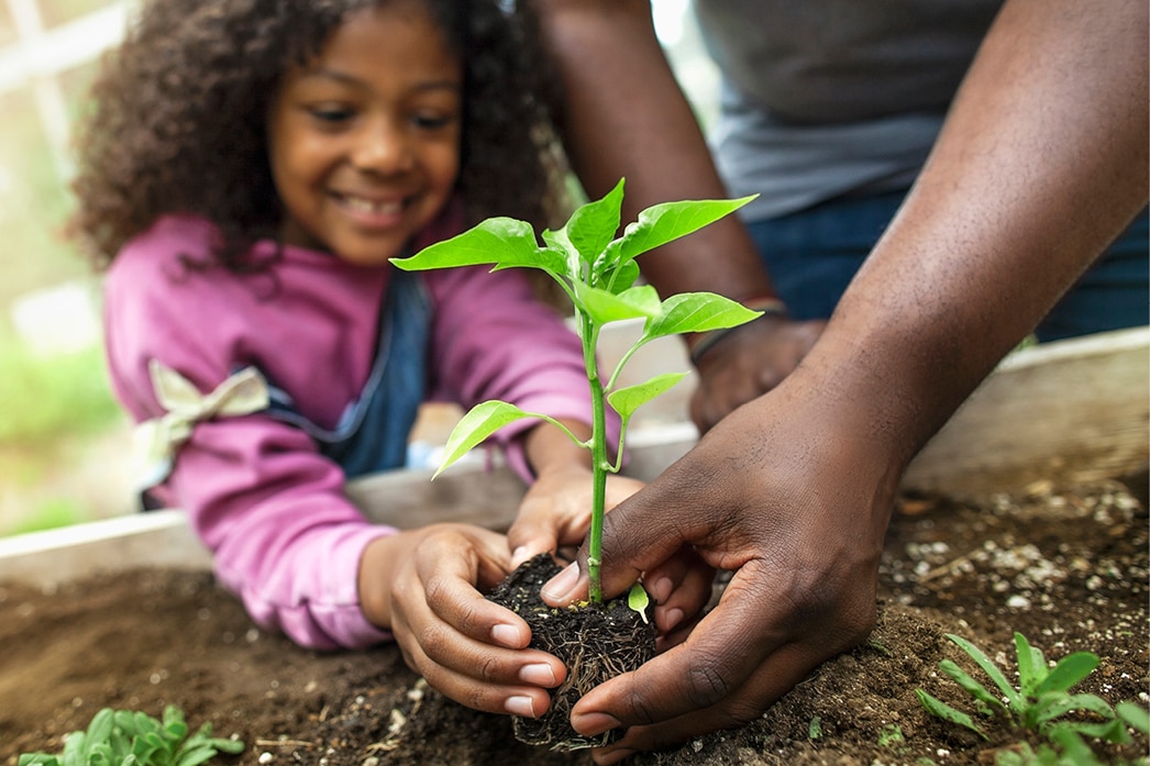 Adult helping child place plant in a garden bed