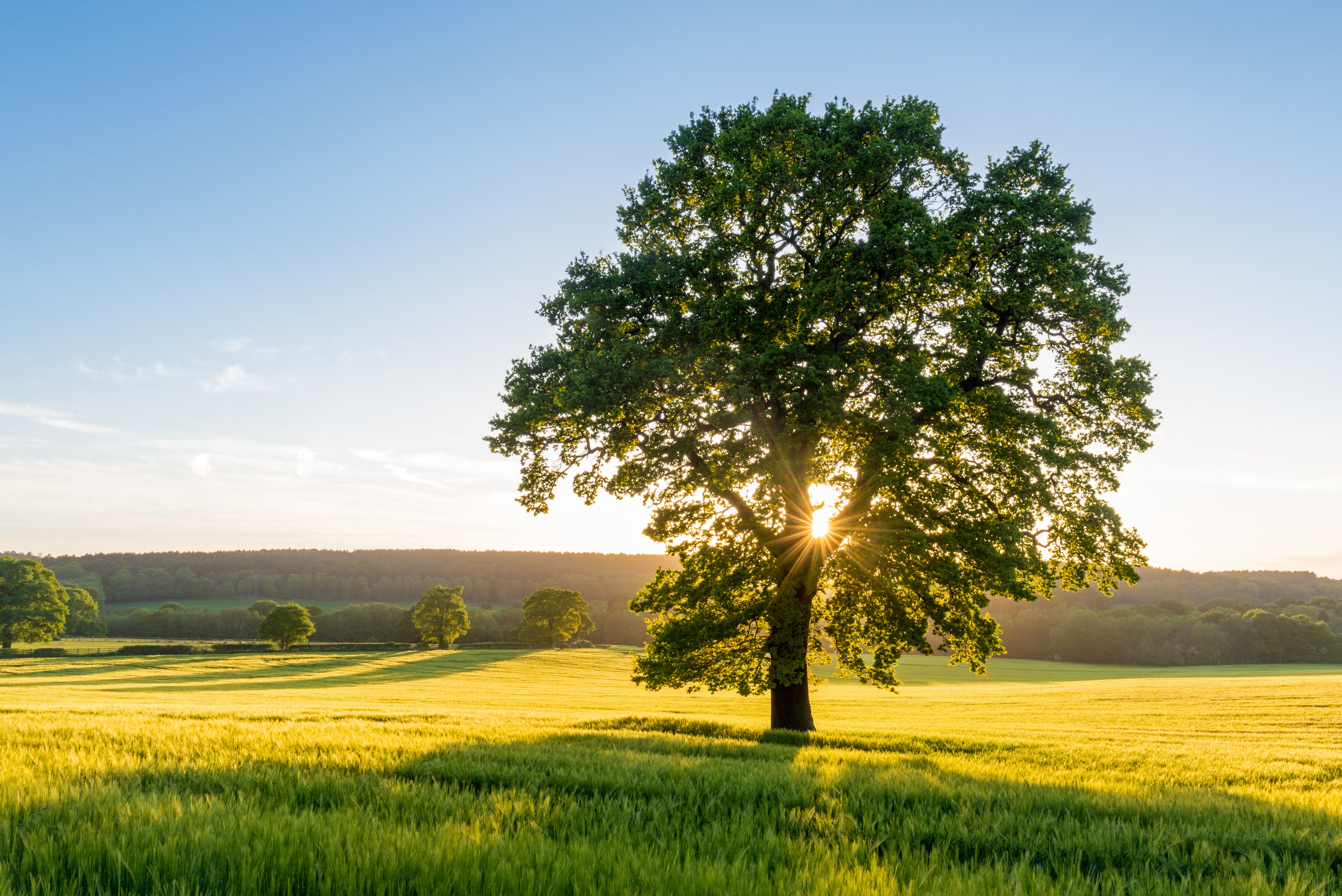 tree in the field and the sunrise in the horizon