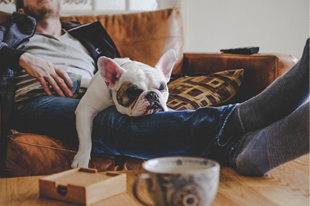 Dog laying on sleeping person’s lap.