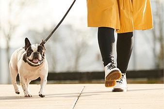 Person walking a French bulldog