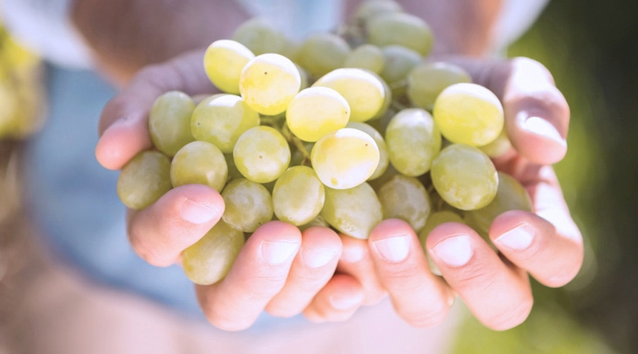 hands holding a bunch of grapes