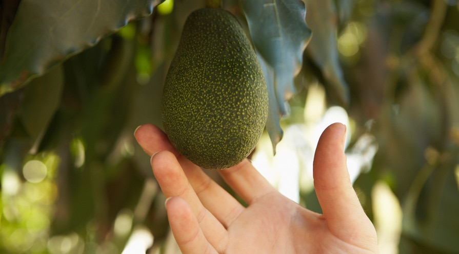 hand holding an avocado