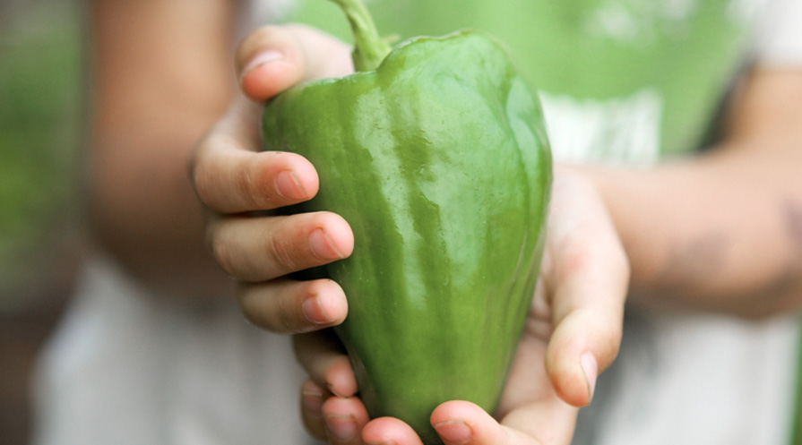 hand holding a bell pepper