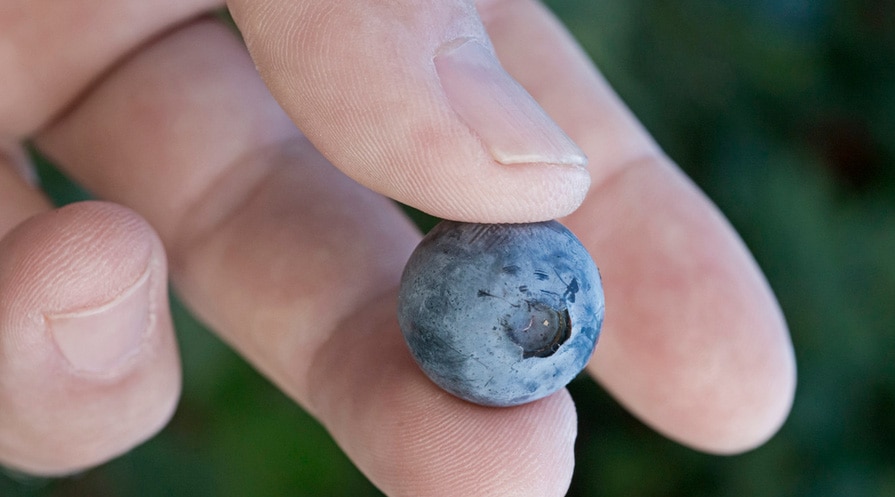 Hand holding a blueberry
