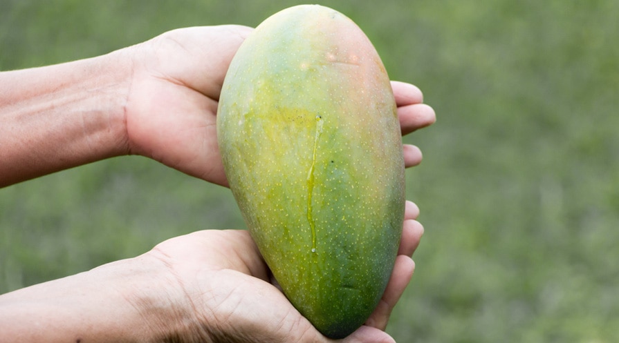 Hands holding a mango