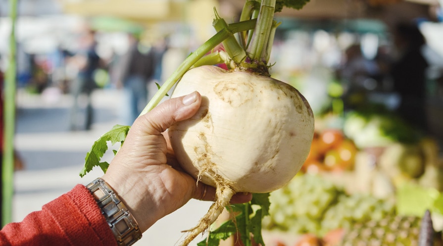 hand holding a turnip