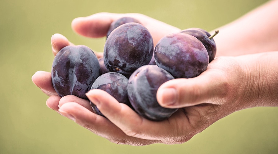 handful of plums