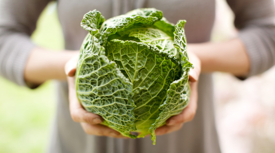 hands holding a head of lettuce