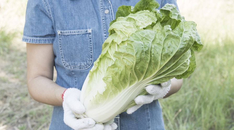 hands holding a head of romaine lettuce