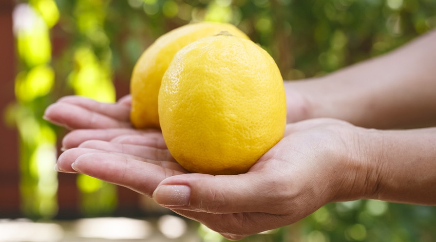 hands holding two lemons