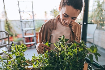 Adult caring for a plant