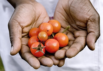 Hands holding fresh cherry tomatoes